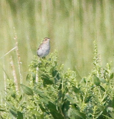 Saltmarsh Sparrow - ML646156933