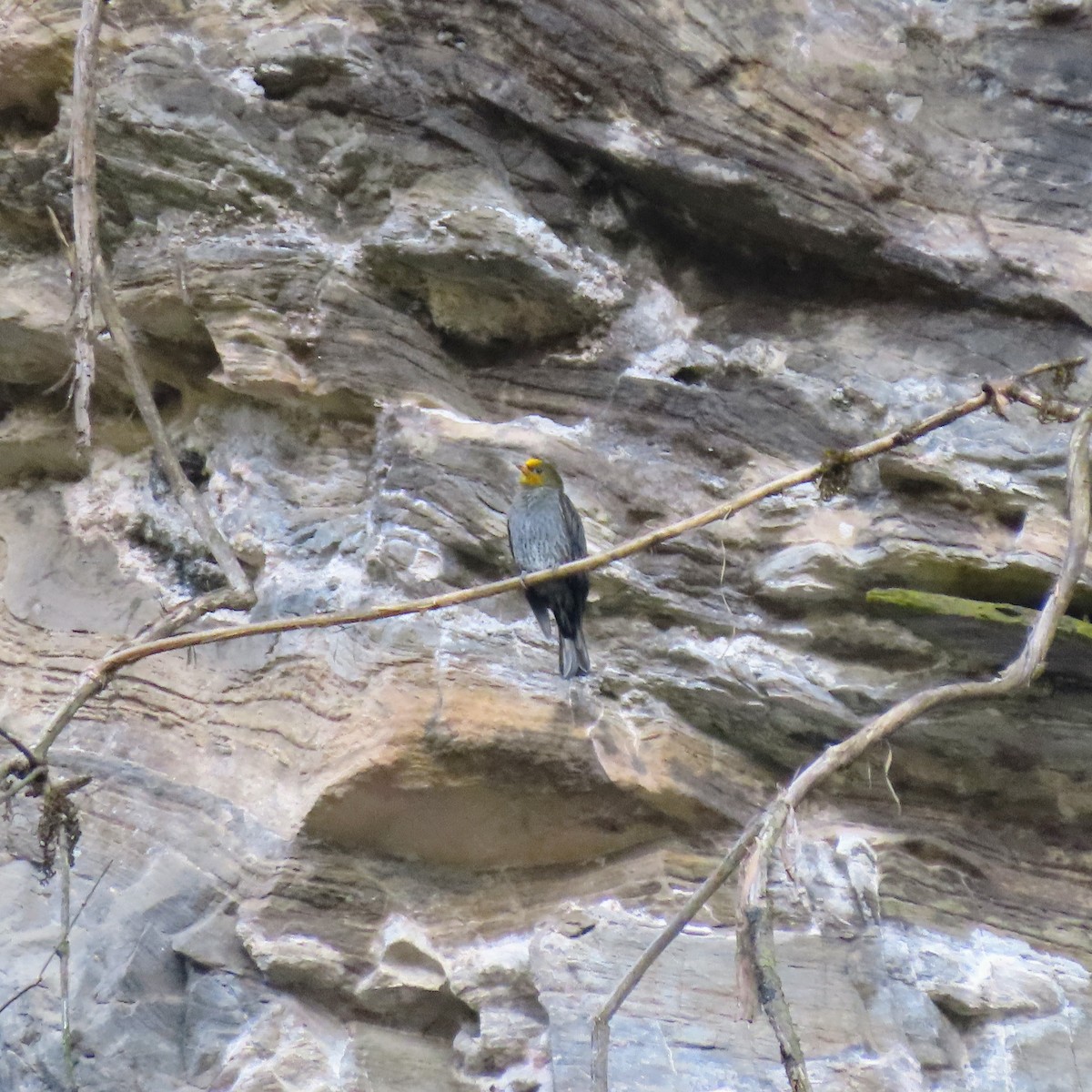 Yellow-rumped Honeyguide - ML646156936