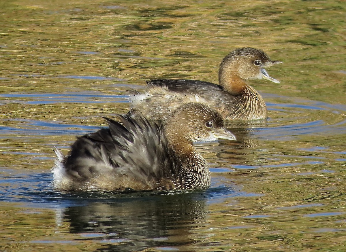 Pied-billed Grebe - ML646156937
