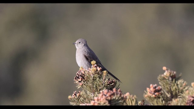 Townsend's Solitaire - ML646156952