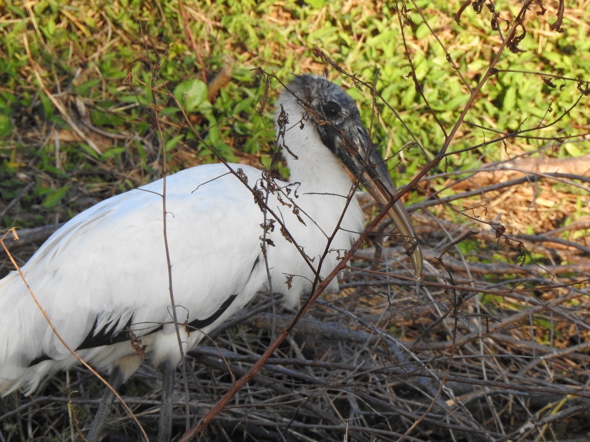 Wood Stork - ML646156954