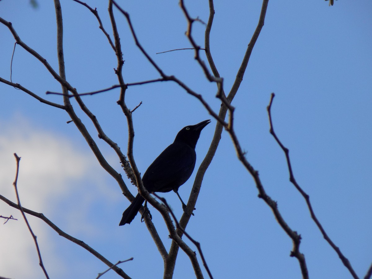 Zanate Común - ML646156955