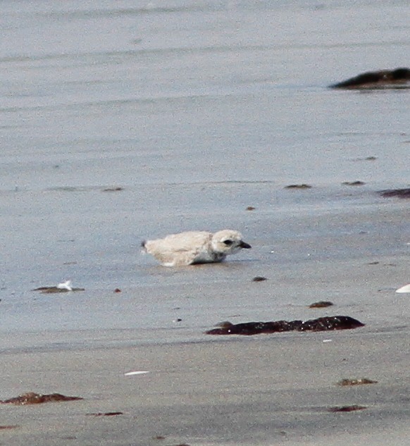 Piping Plover - ML646156956