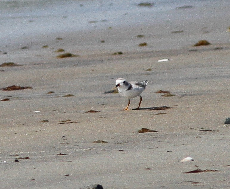 Piping Plover - ML646156957
