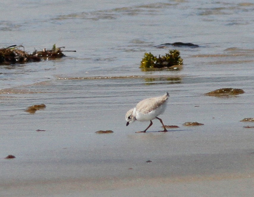 Piping Plover - ML646156958