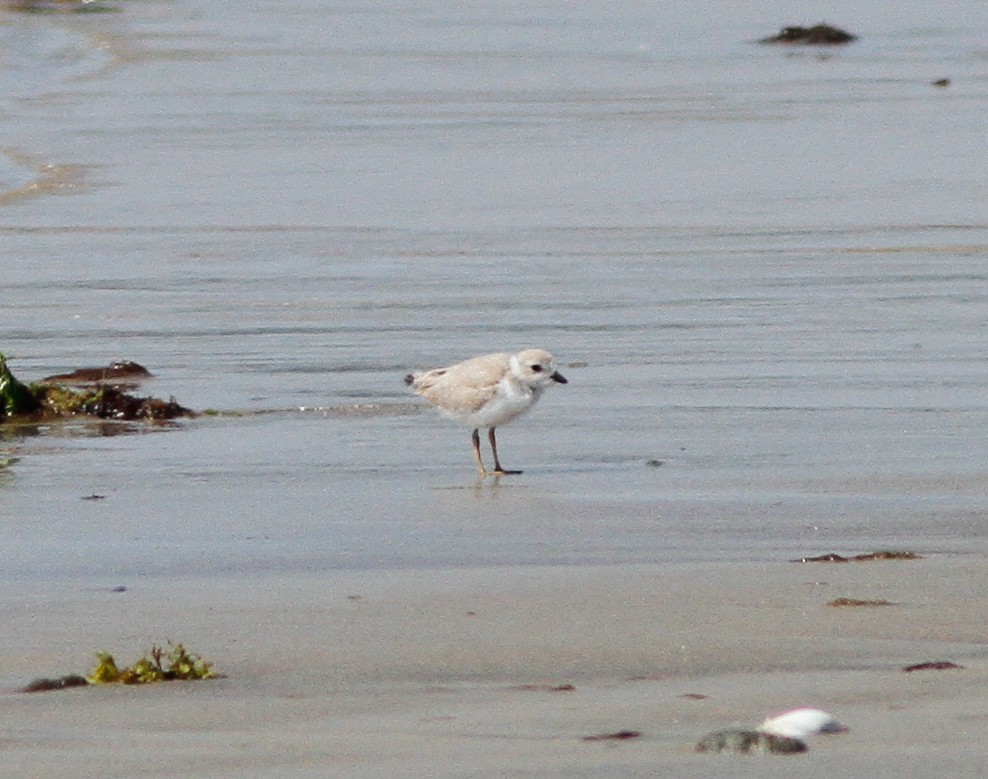 Piping Plover - ML646156959