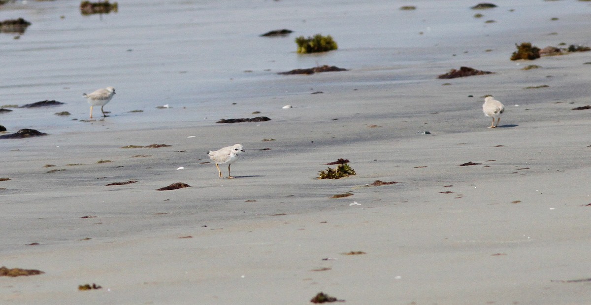 Piping Plover - ML646156960