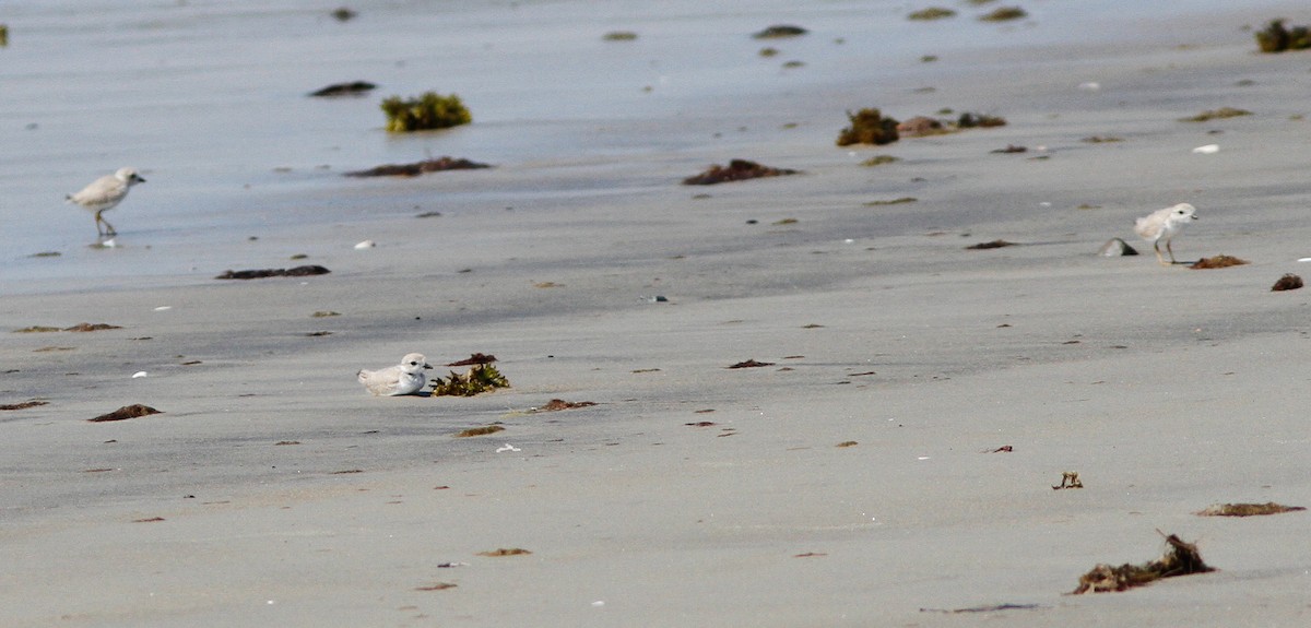 Piping Plover - ML646156961