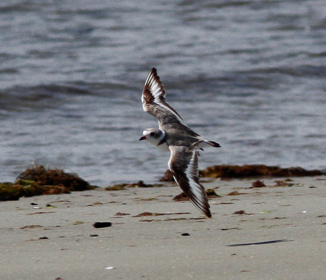 Piping Plover - ML646156962