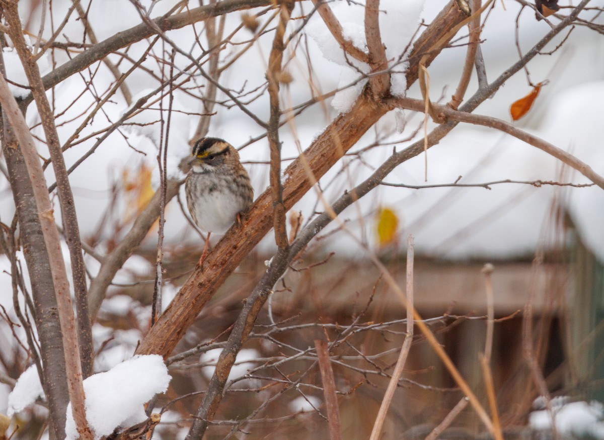 White-throated Sparrow - ML646156965