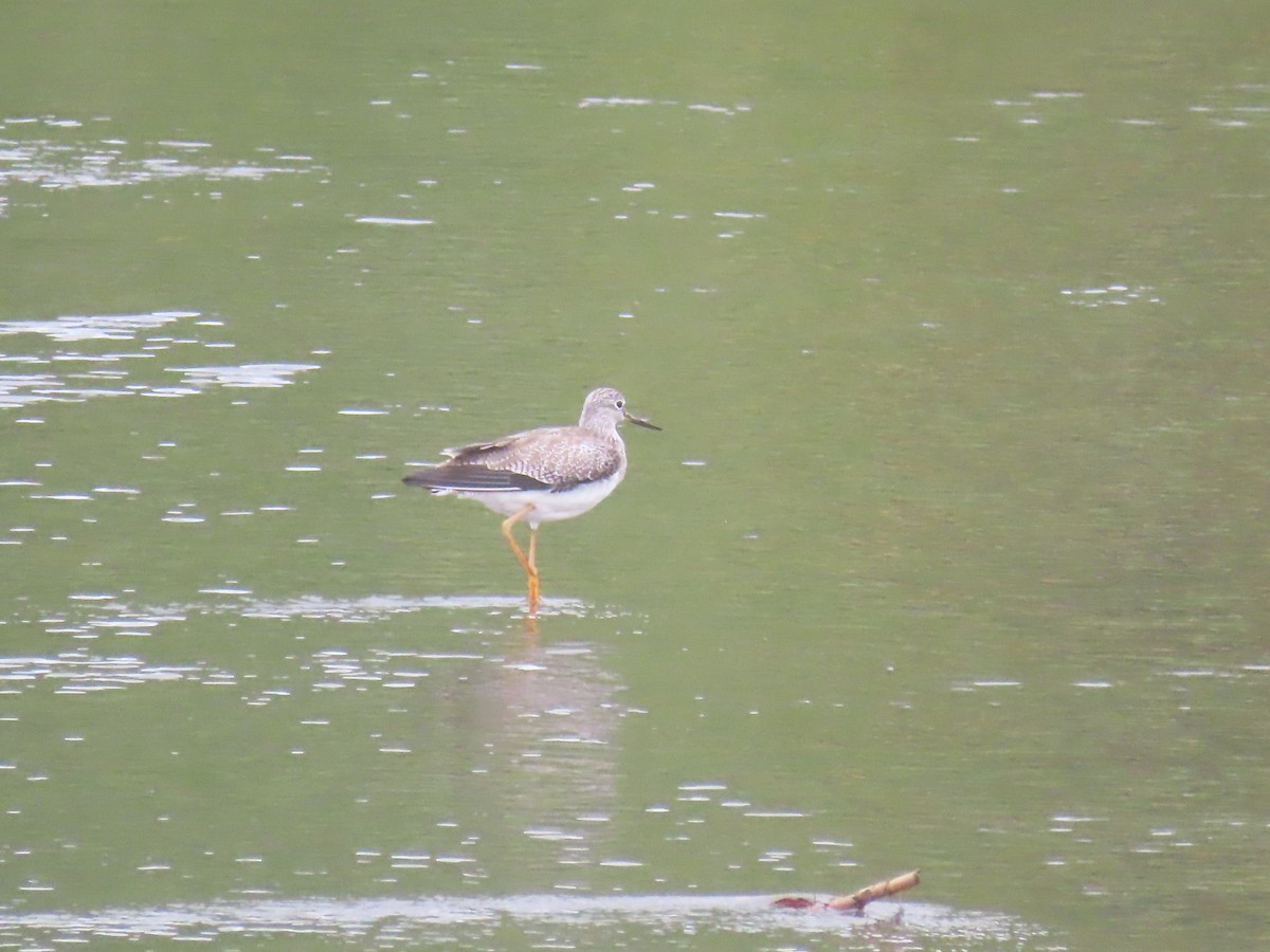 Solitary Sandpiper - ML646156966