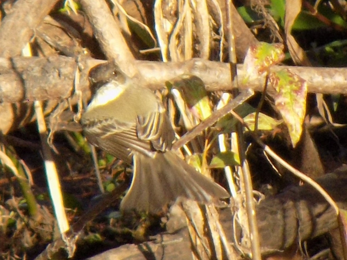 Eastern Phoebe - ML646156967