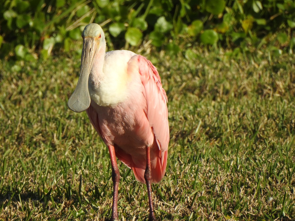Roseate Spoonbill - ML646156968