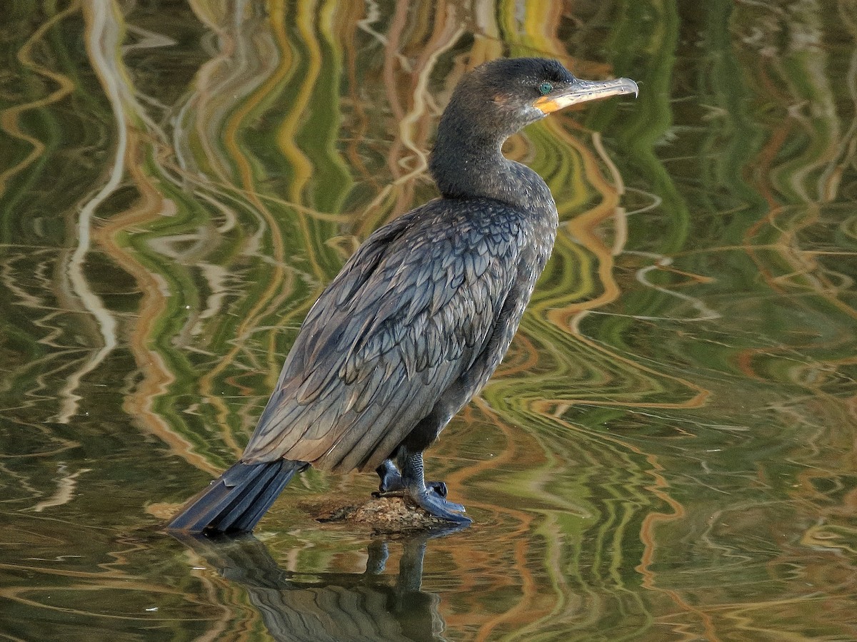 Neotropic Cormorant - ML646156970