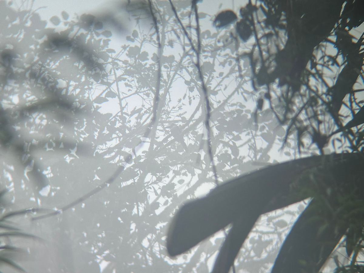 Black-billed Mountain-Toucan - ML646156972