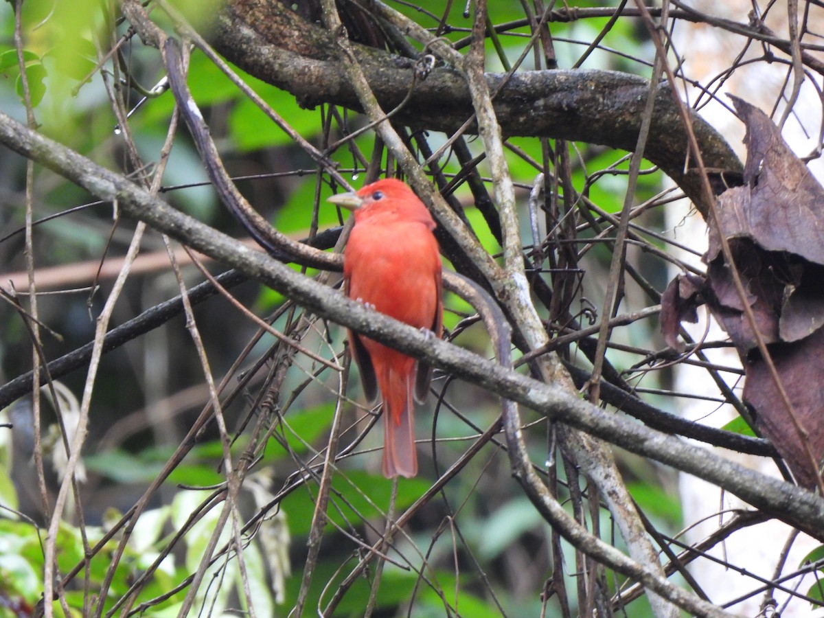 Summer Tanager - ML646156973