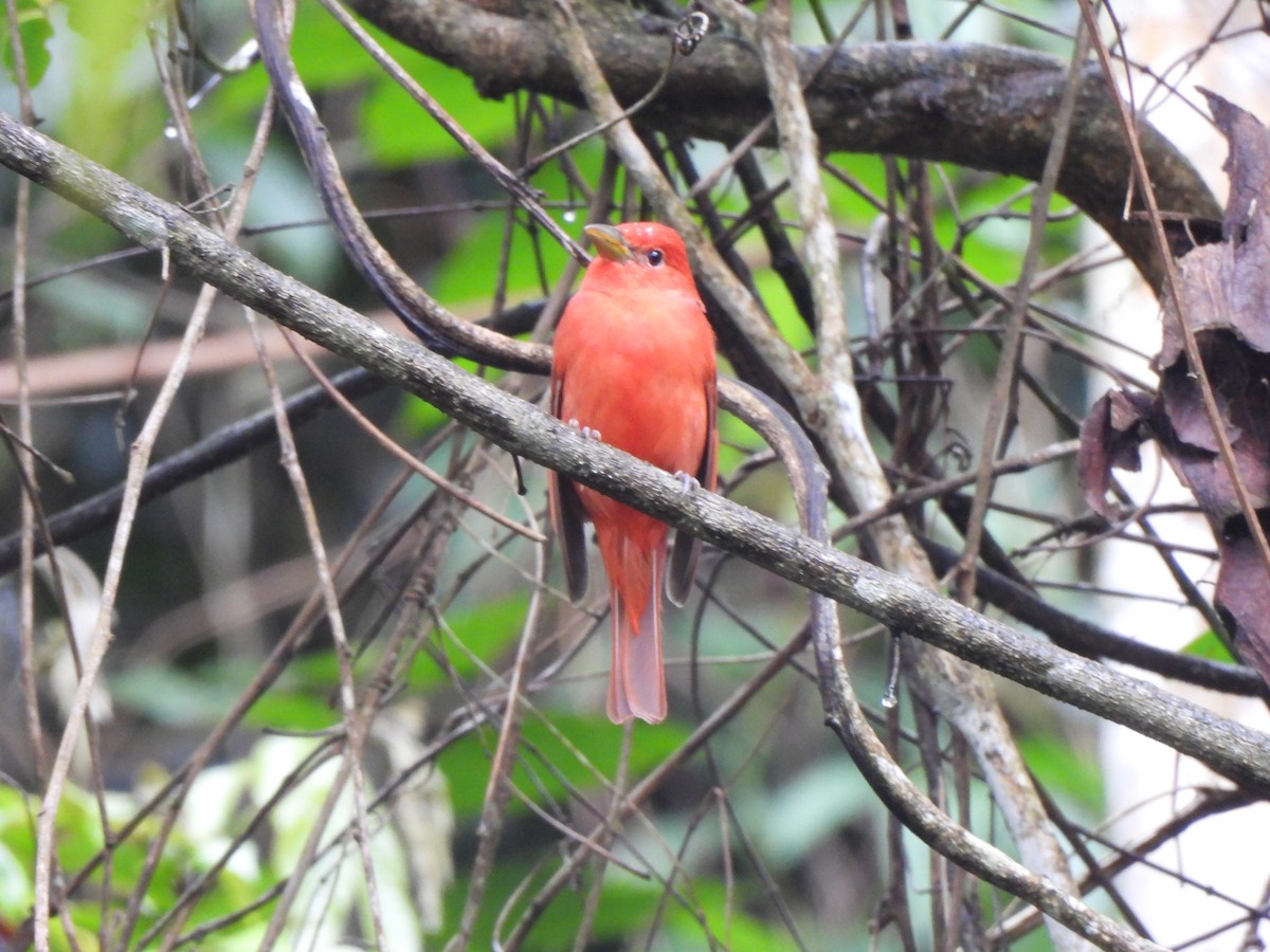 Summer Tanager - ML646156974