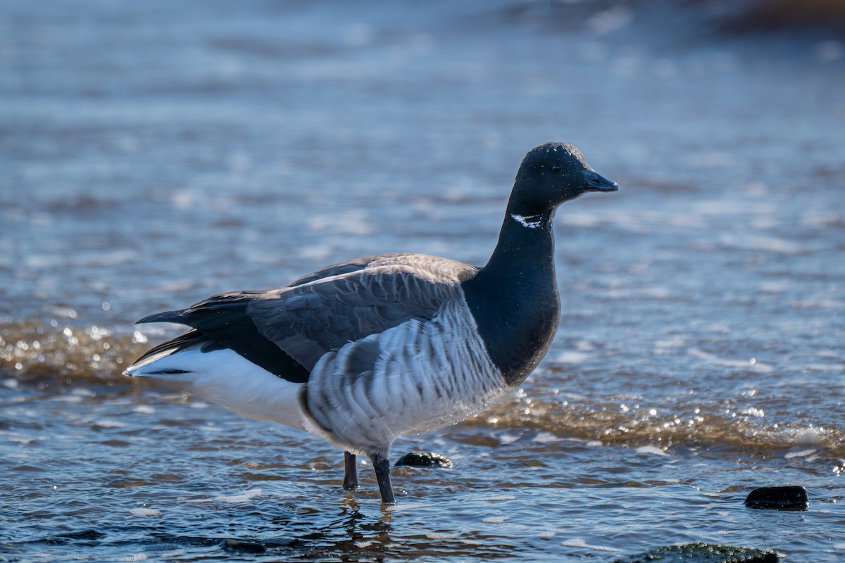 Brant (Pale-bellied) - ML646156976