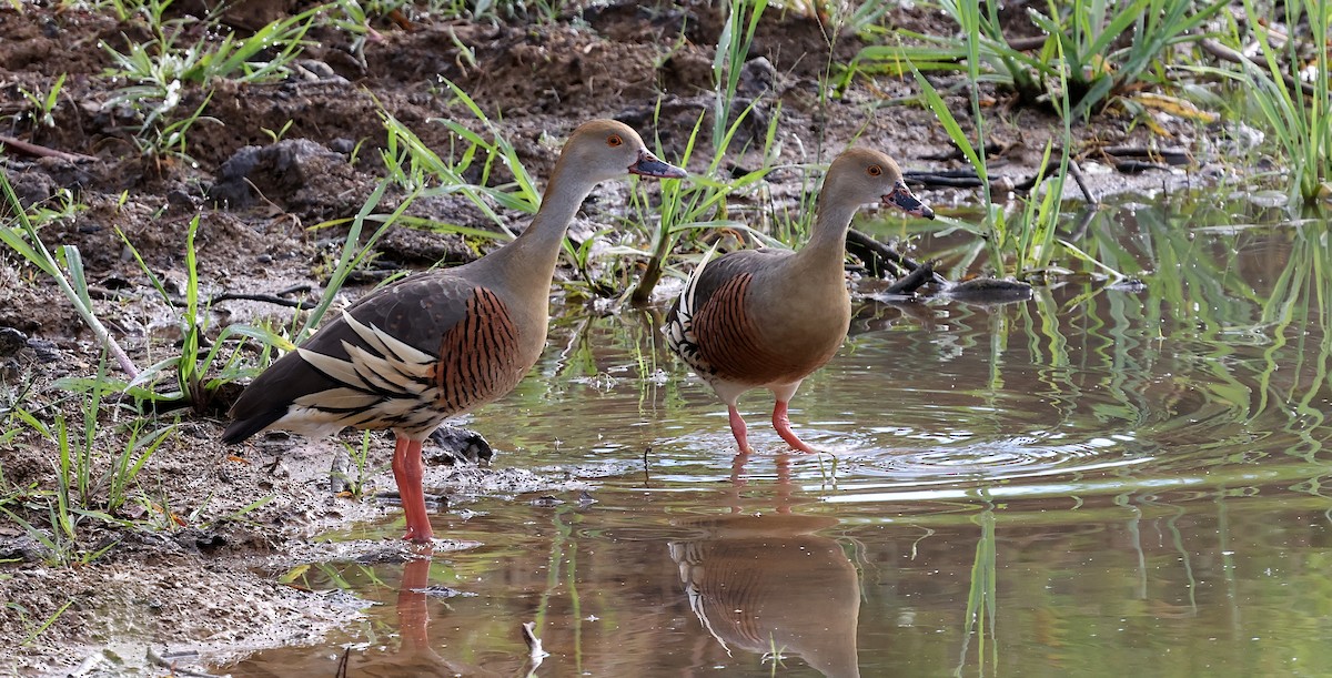 Plumed Whistling-Duck - ML646156977