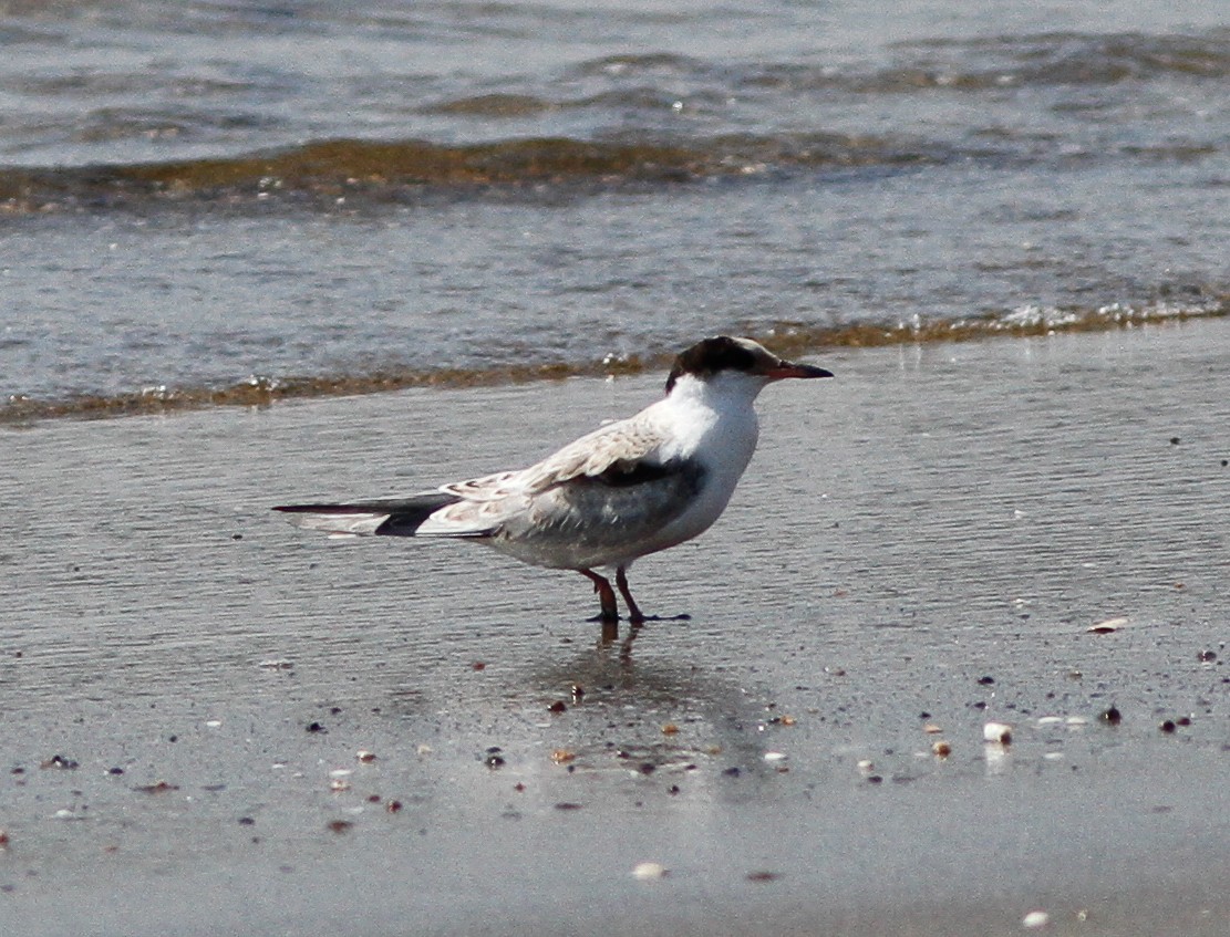 Common Tern - ML646156981