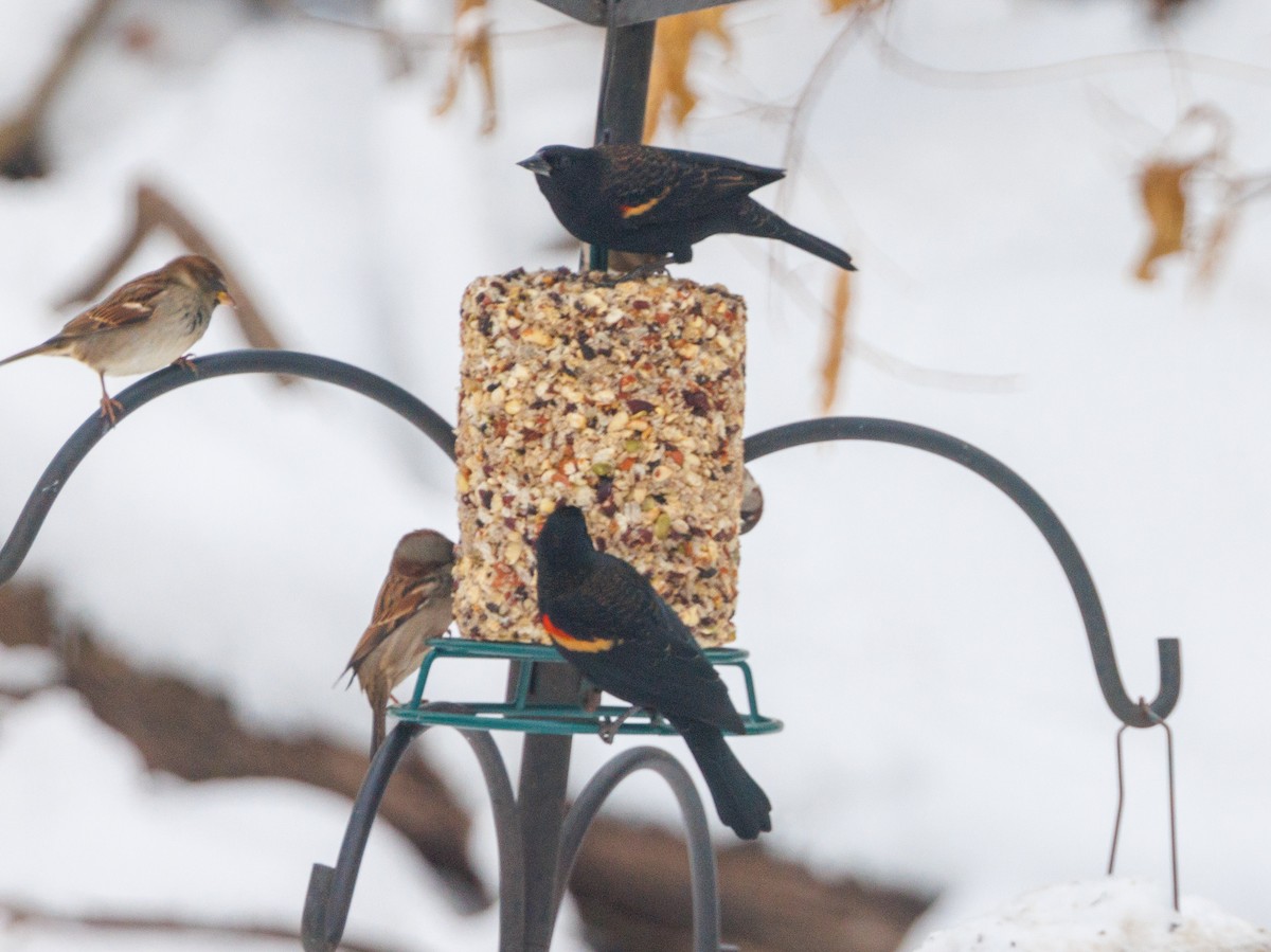 Red-winged Blackbird - ML646156982