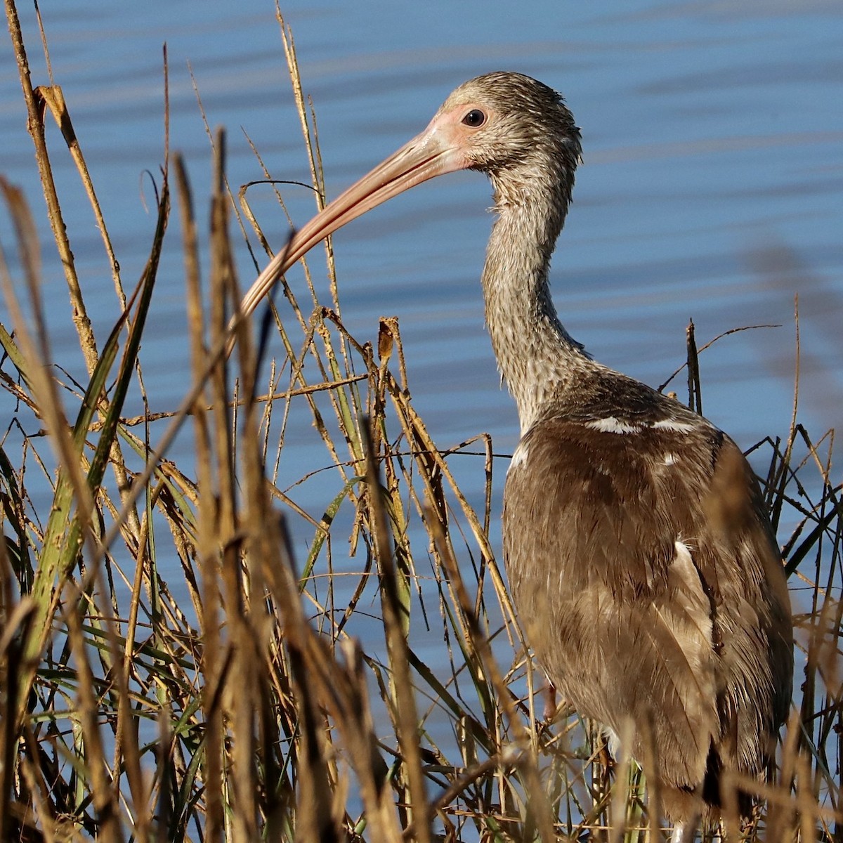 White Ibis - ML646156983