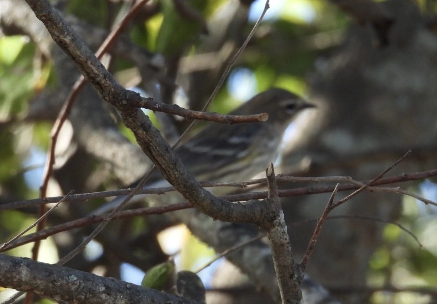 Yellow-rumped Warbler - ML646156984