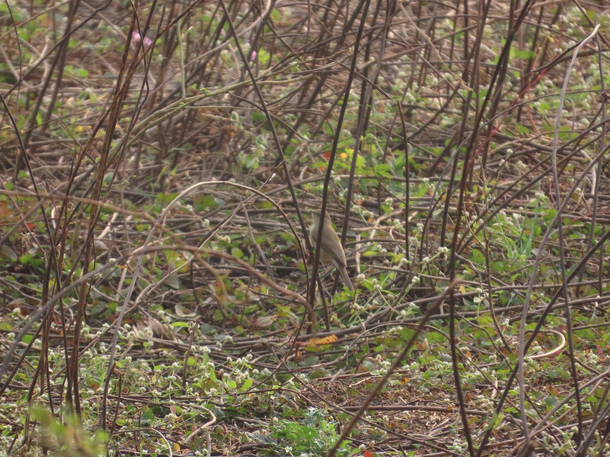 old world warbler sp. - ML646156985