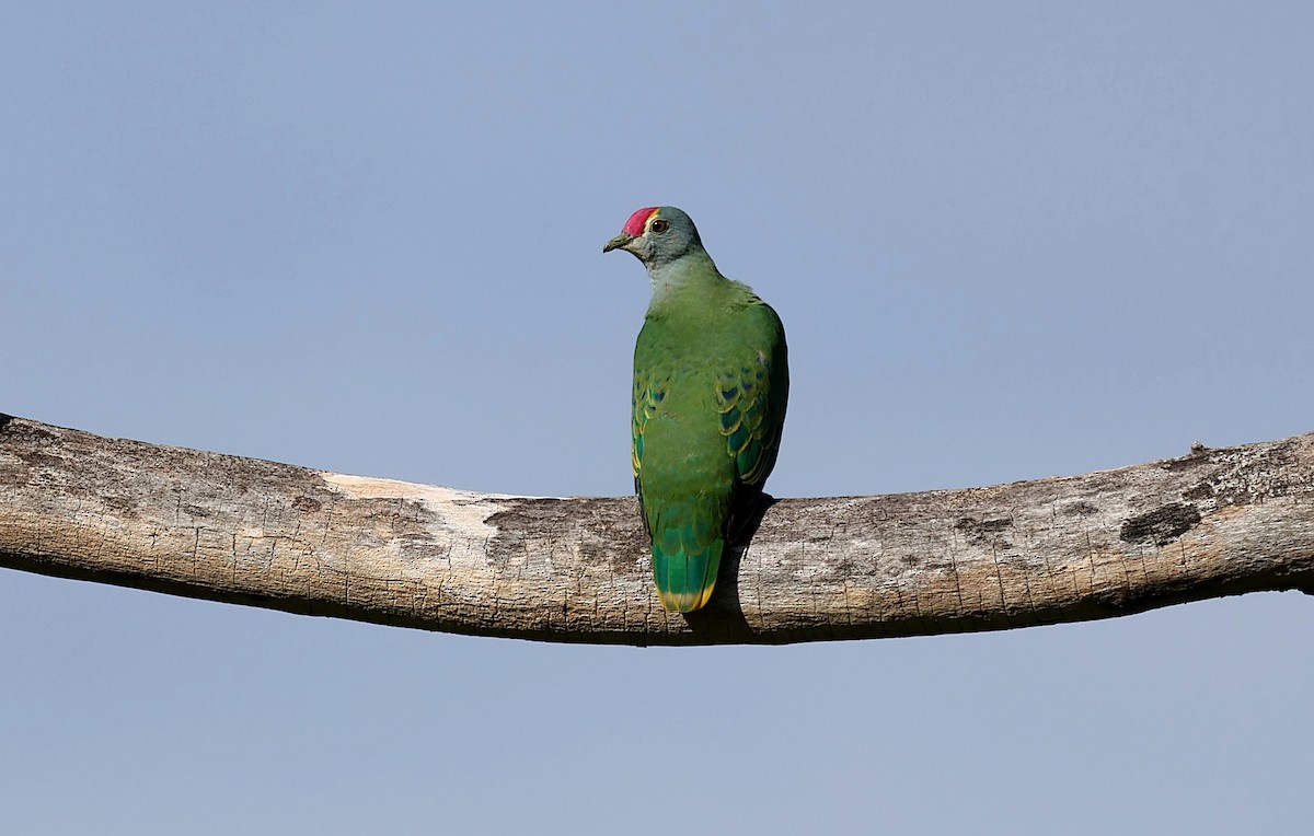 Rose-crowned Fruit-Dove - ML646156986