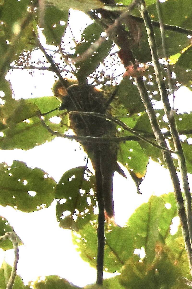 Yellow-billed Lorikeet - ML646156987