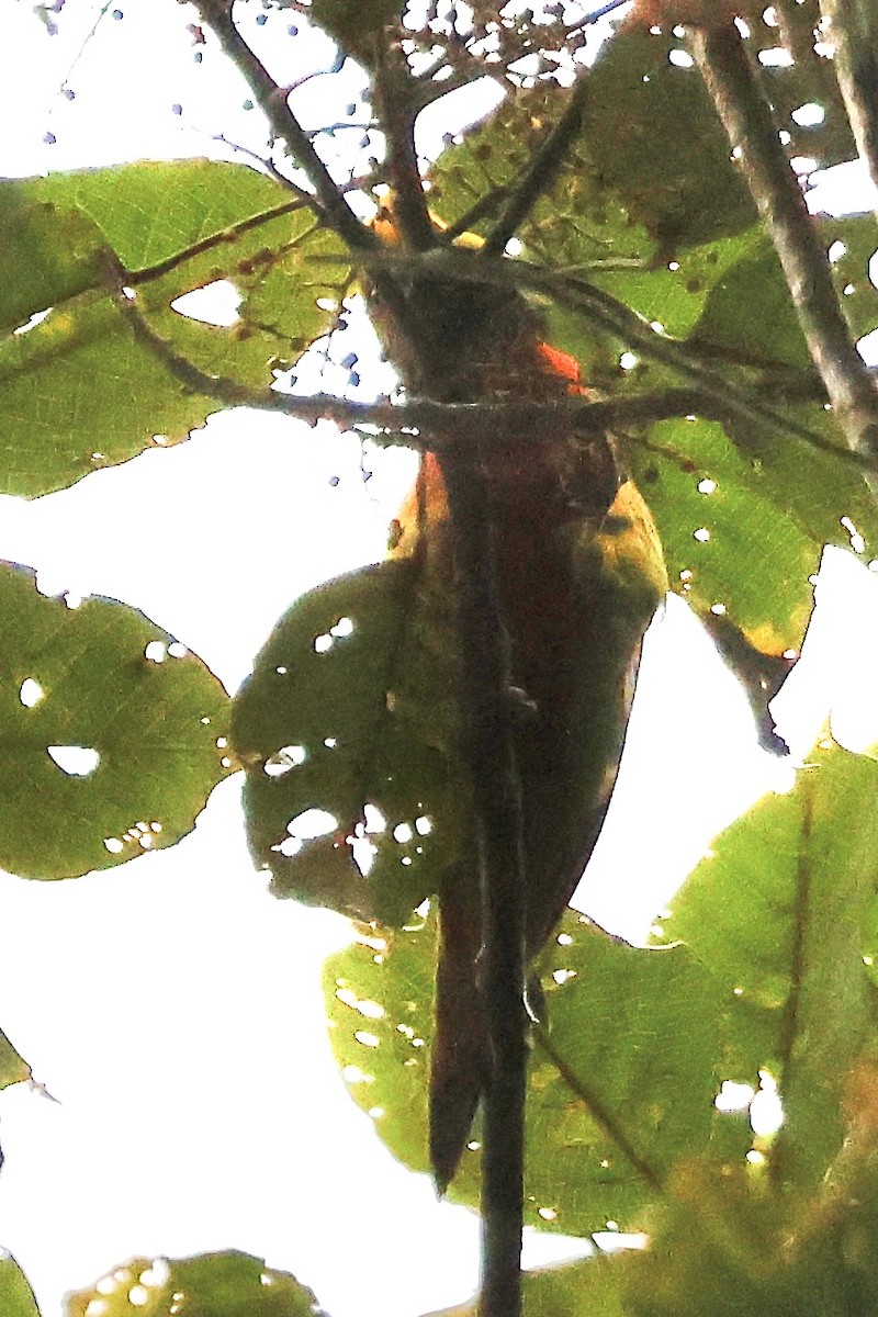 Yellow-billed Lorikeet - ML646156988
