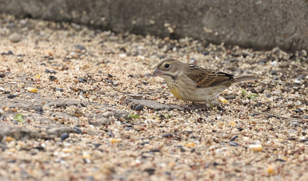 Dickcissel - ML646156989
