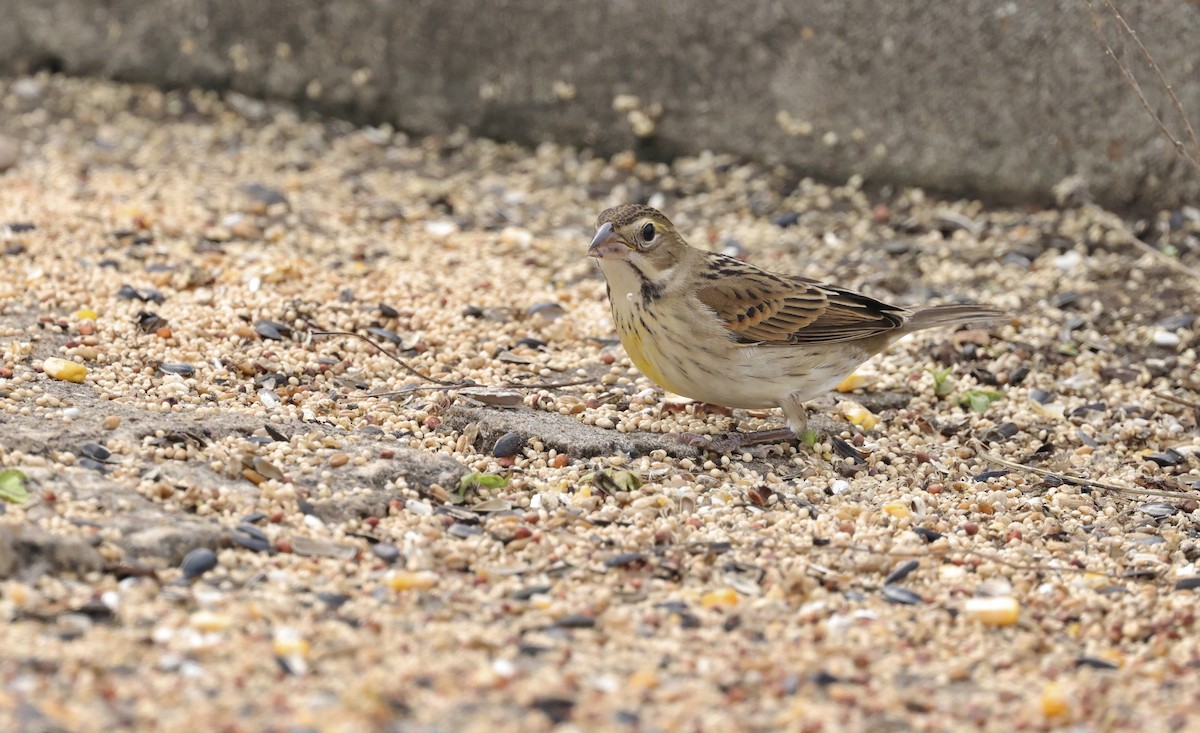 Dickcissel - ML646156990