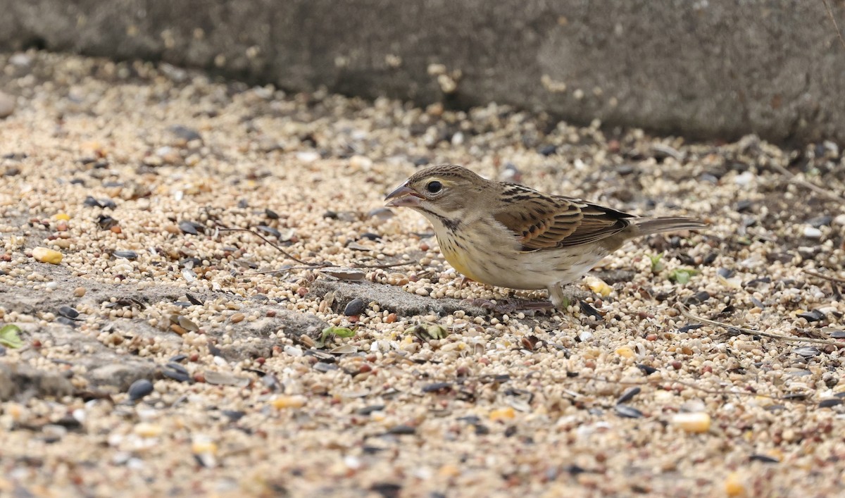 Dickcissel - ML646156991