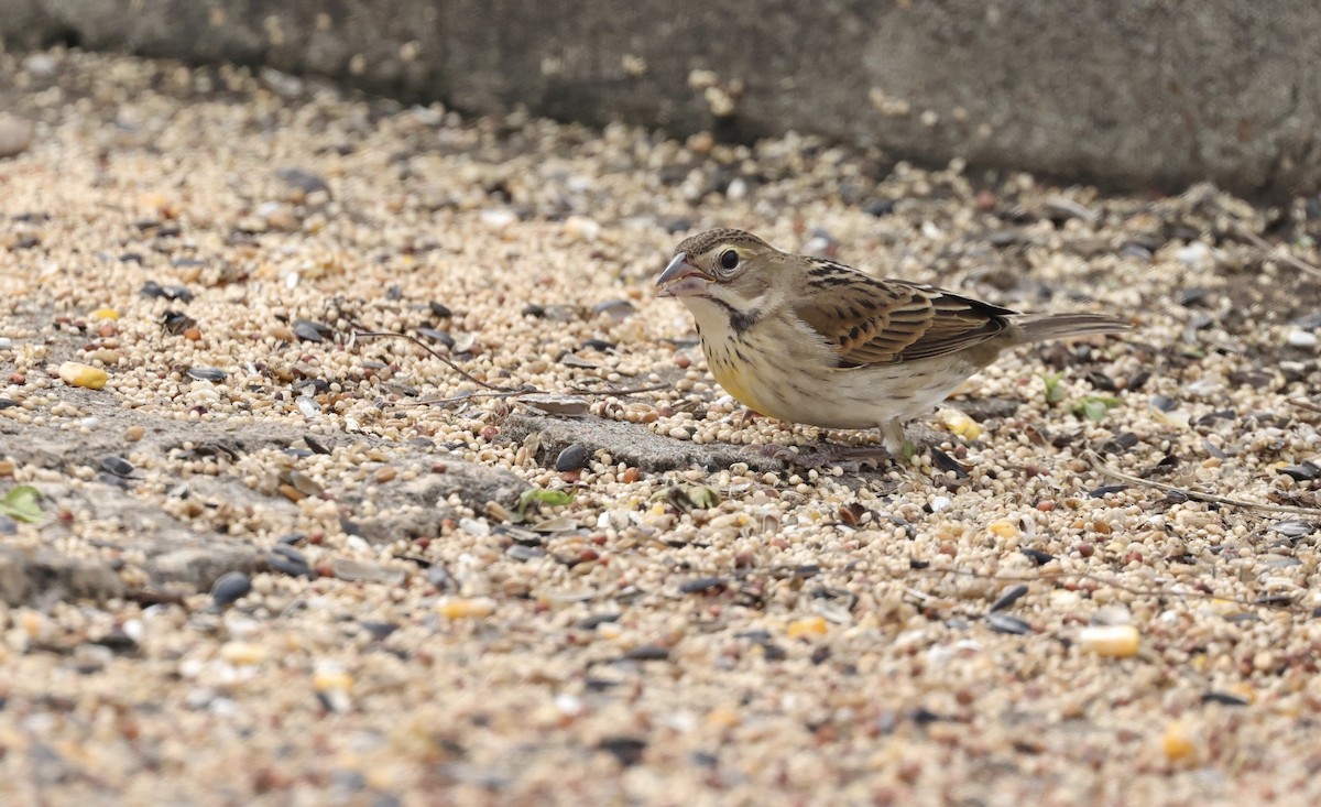 Dickcissel - ML646156992