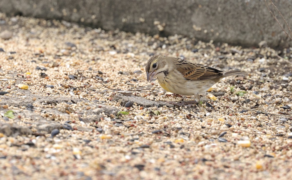 Dickcissel - ML646156994