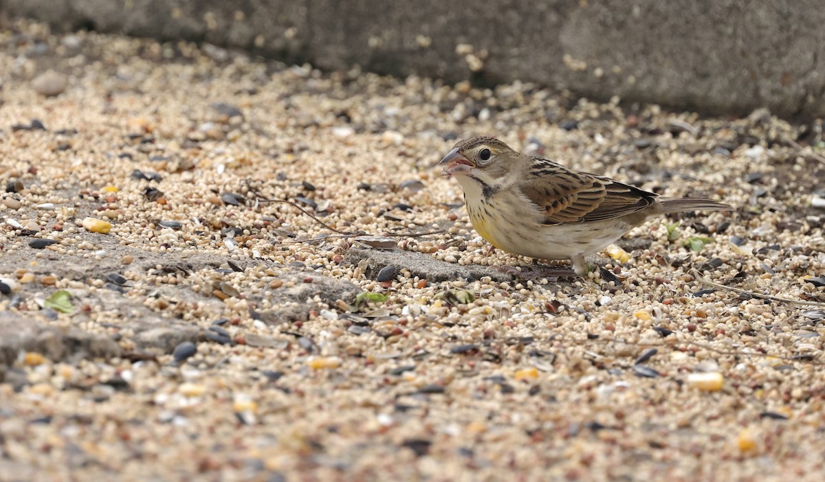 Dickcissel - ML646156995