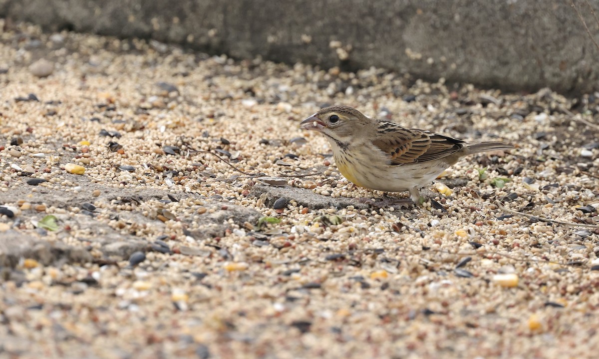 Dickcissel - ML646156996