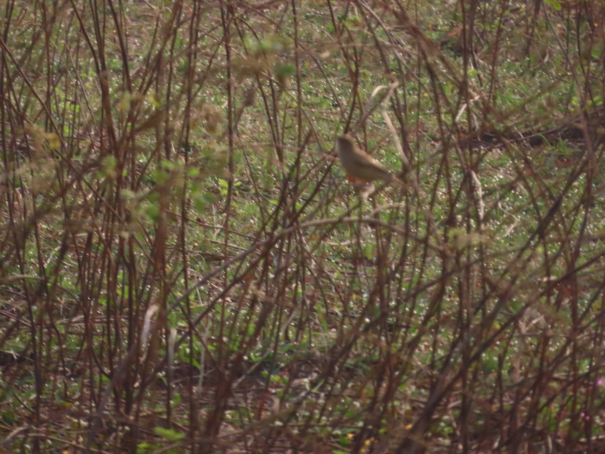 old world warbler sp. - ML646156997