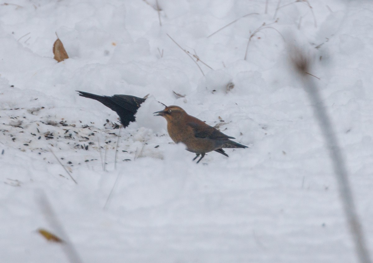 Rusty Blackbird - ML646156998