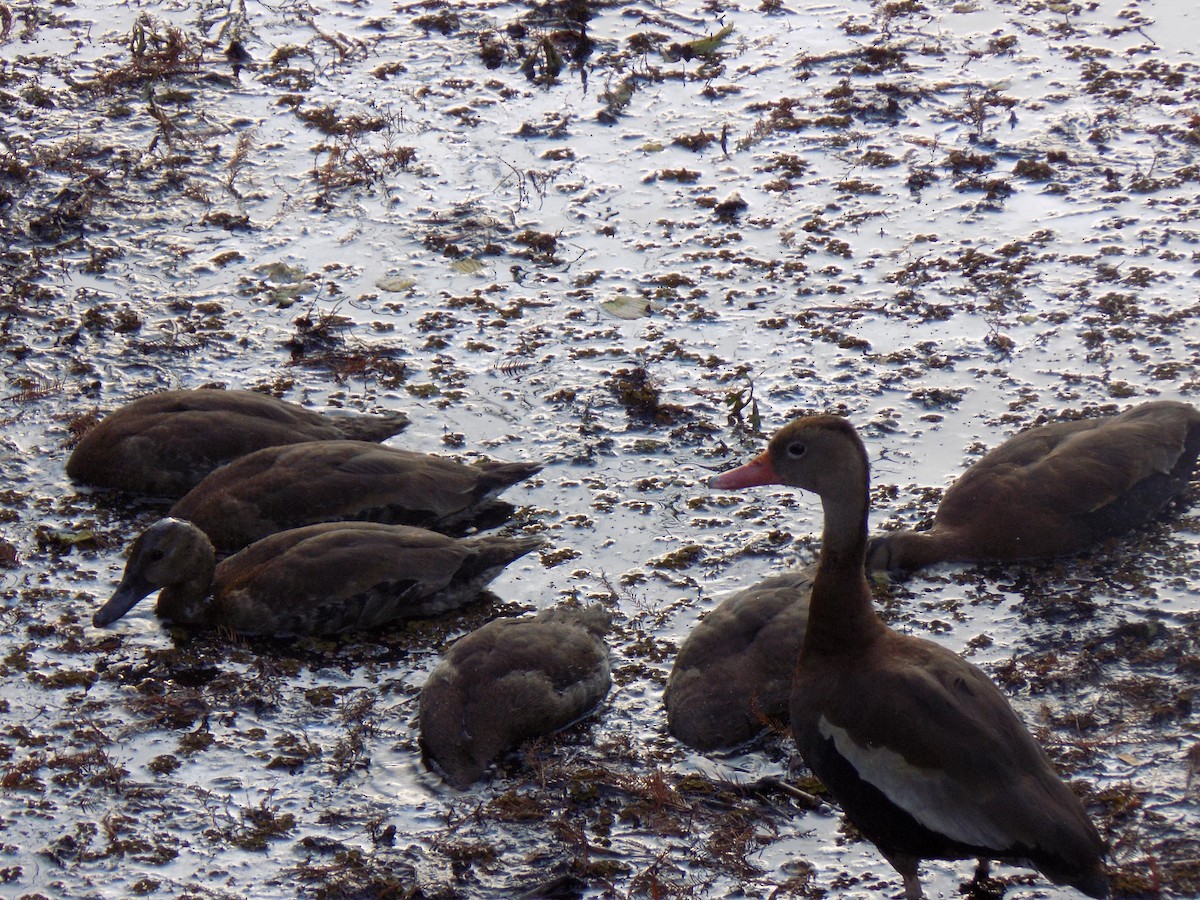 Black-bellied Whistling-Duck - ML646157002