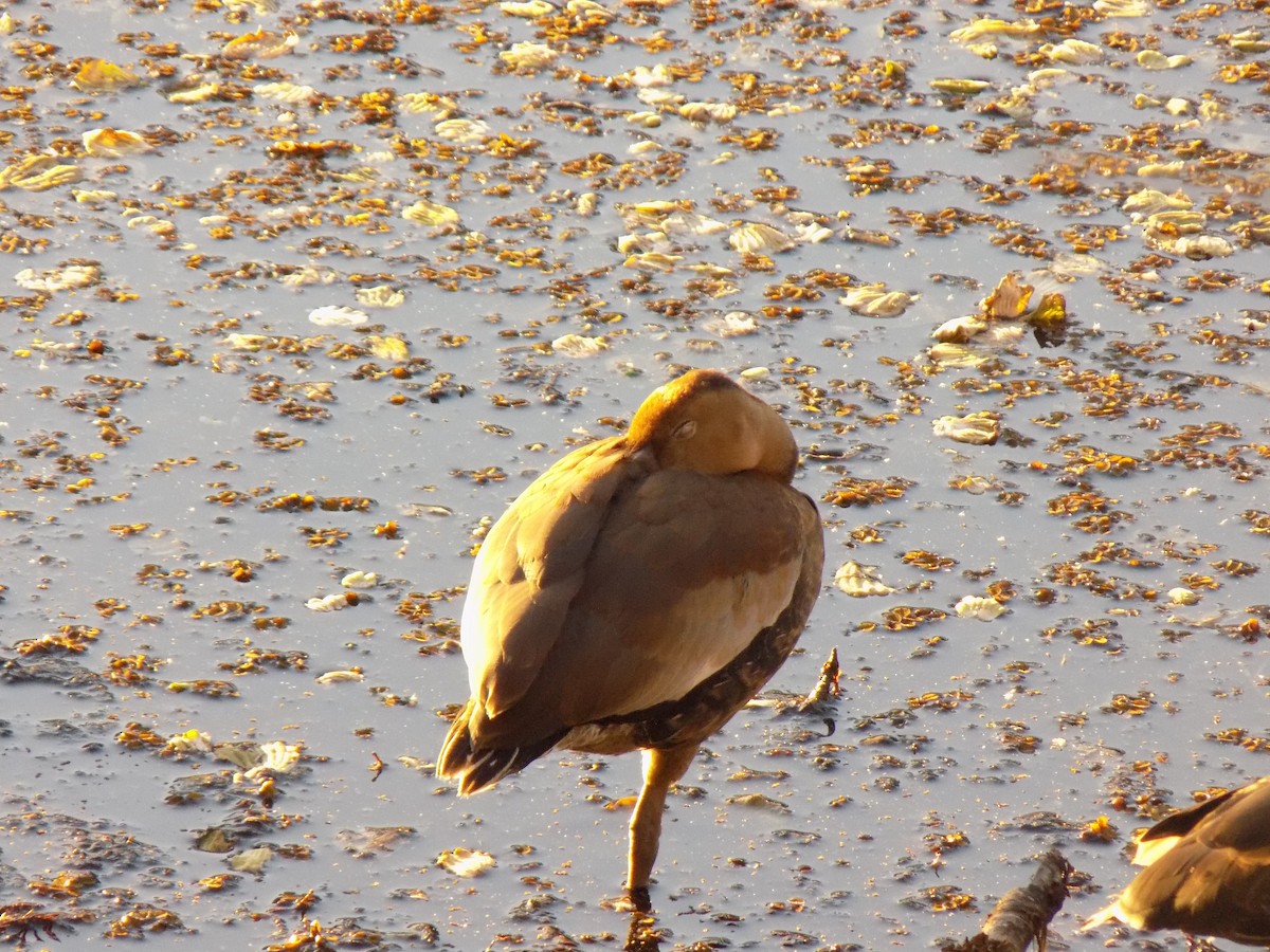 Black-bellied Whistling-Duck - ML646157003