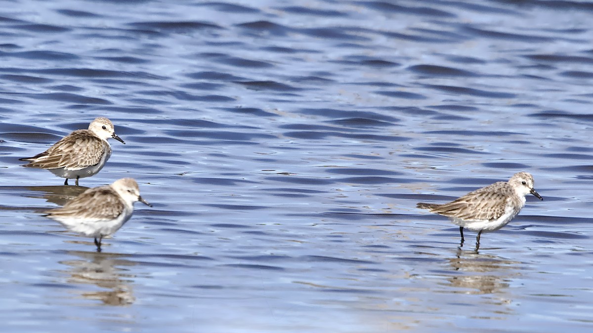Red-necked Stint - ML646157005