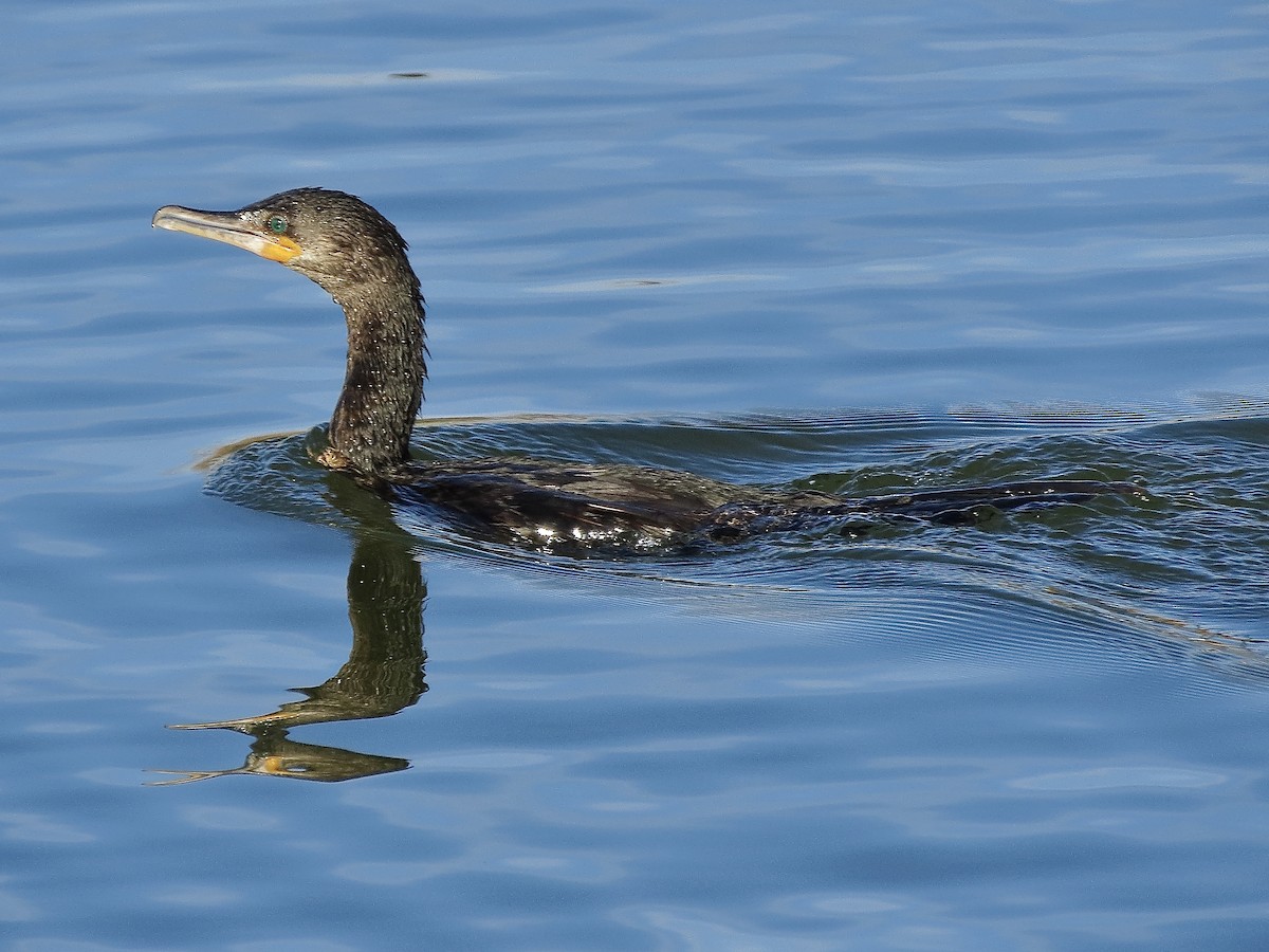 Neotropic Cormorant - ML646157006