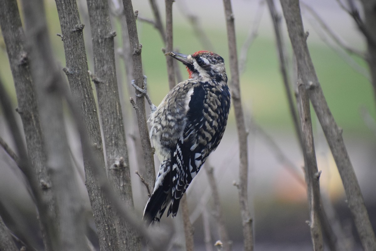 シルスイキツツキ - ML646157007