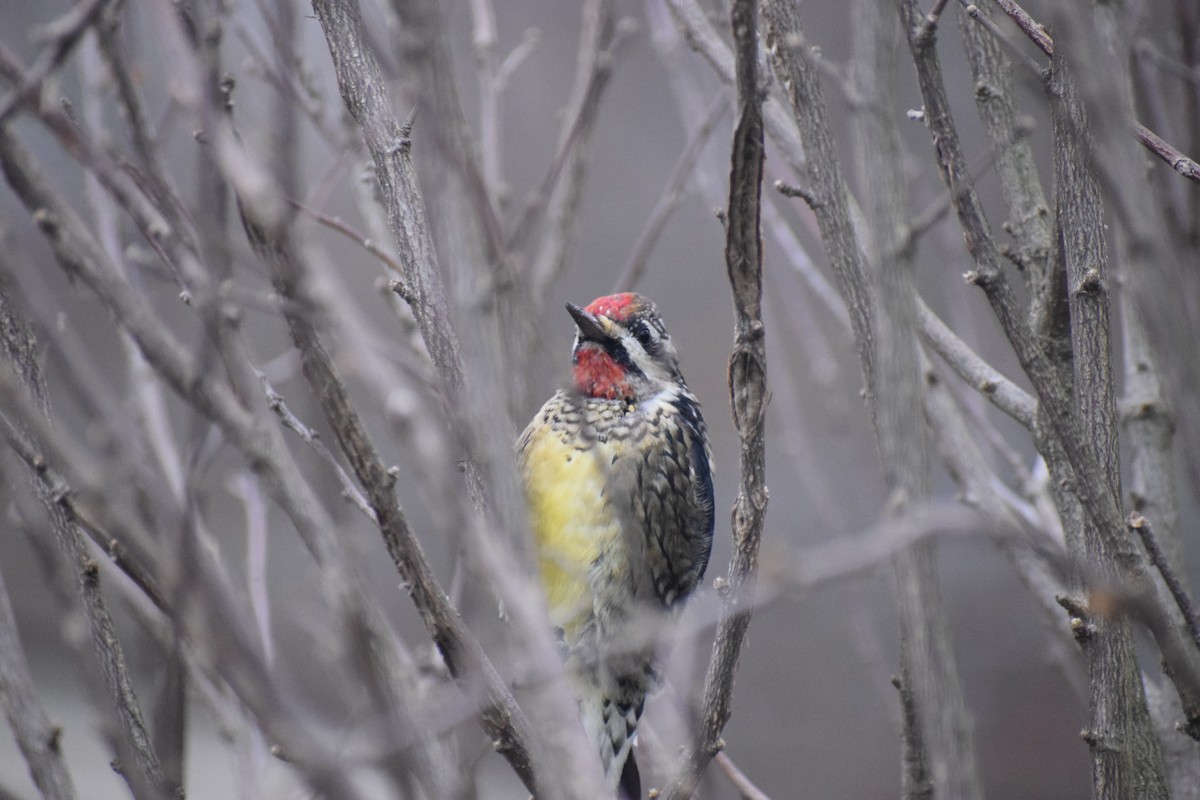 シルスイキツツキ - ML646157008