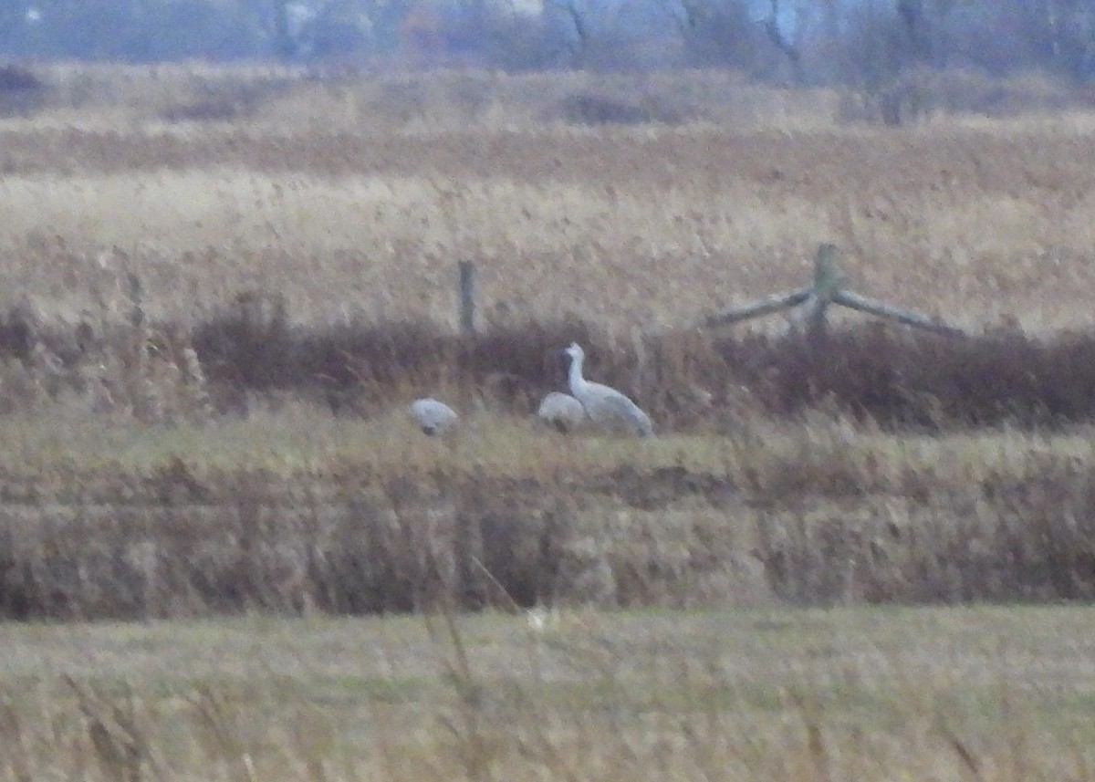 Sandhill Crane - ML646157011
