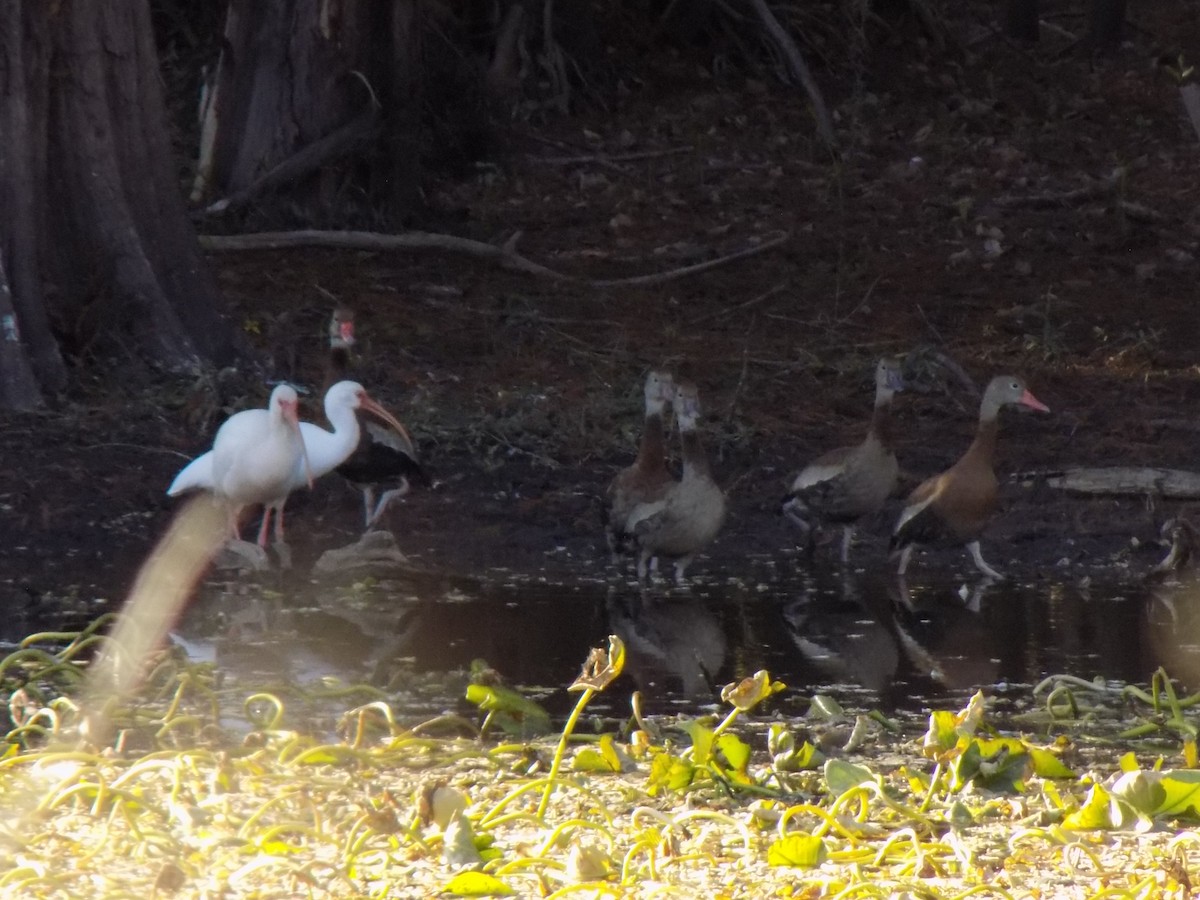 Black-bellied Whistling-Duck - ML646157012