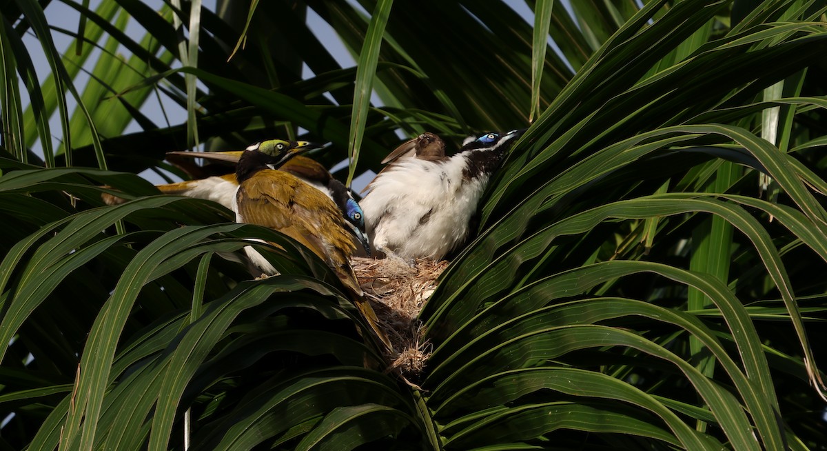 Blue-faced Honeyeater - ML646157014