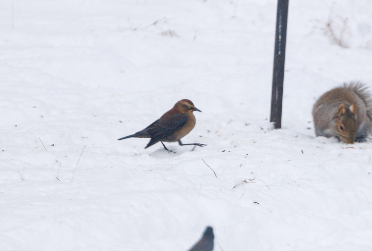 kanadatrupial - ML646157017